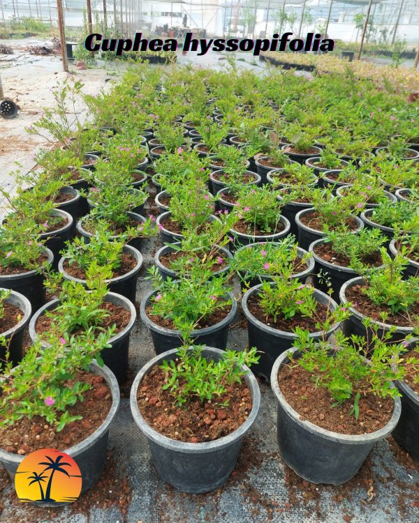 Cuphea hyssopifolia
