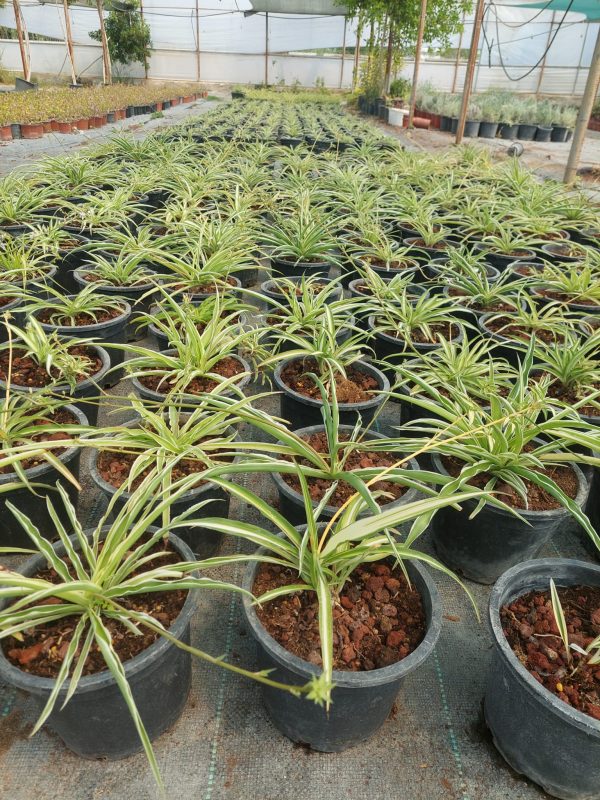 Chlorophytum comosum