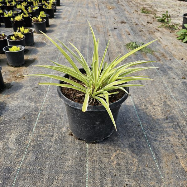 Chlorophytum comosum - Görsel 2