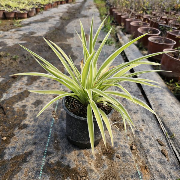 Chlorophytum comosum - Görsel 3