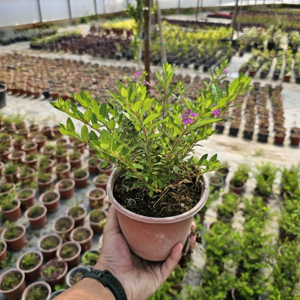 Cuphea hyssopifolia