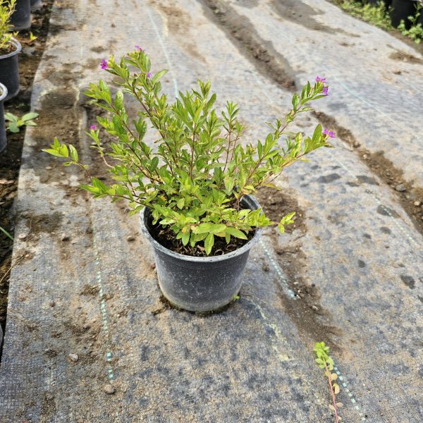 Cuphea hyssopifolia - Görsel 2