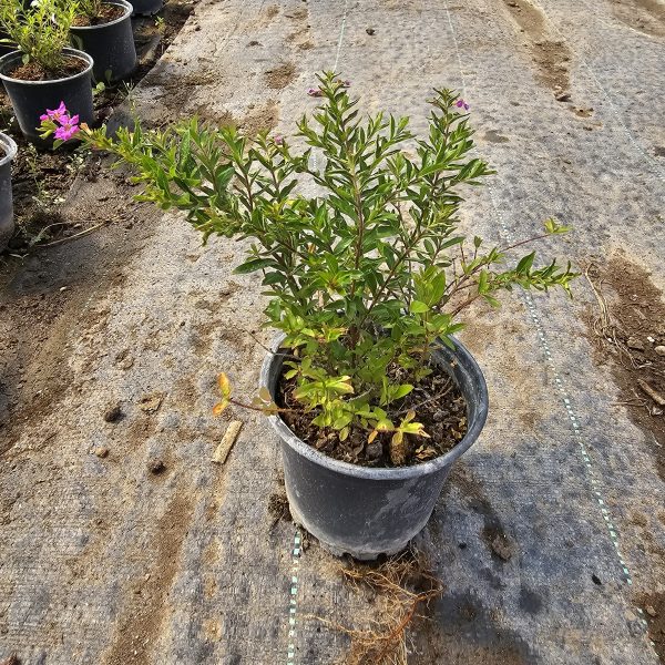 Cuphea hyssopifolia - Görsel 3