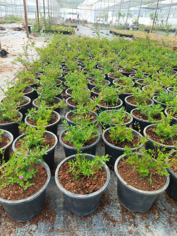 Cuphea hyssopifolia - Görsel 4