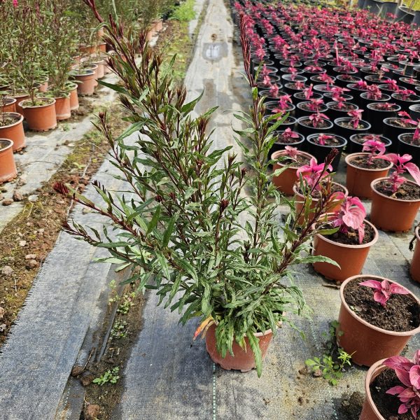 Gaura lindheimeri - Görsel 5