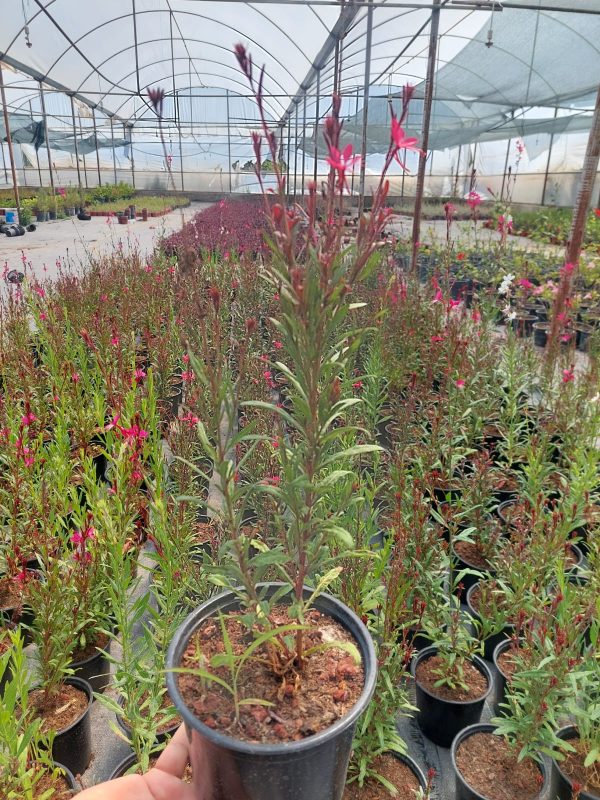 Gaura lindheimeri - Görsel 4