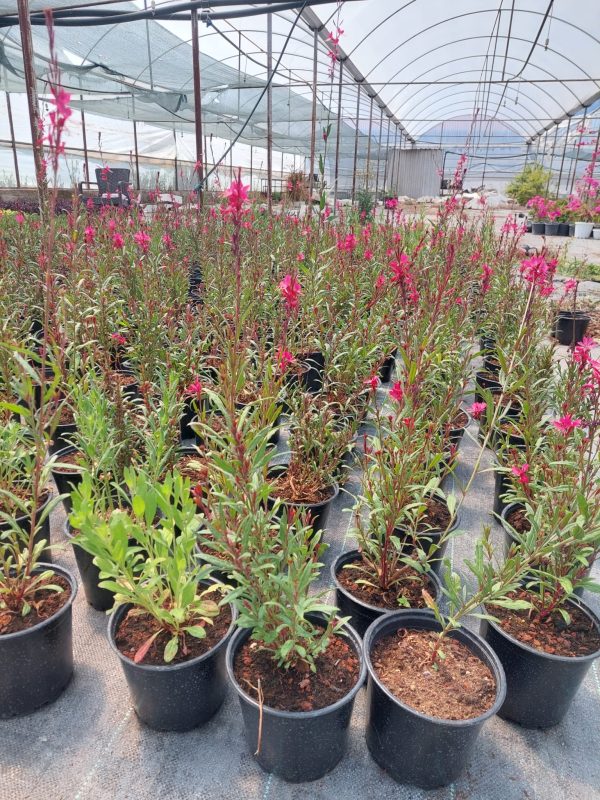 Gaura lindheimeri - Görsel 3