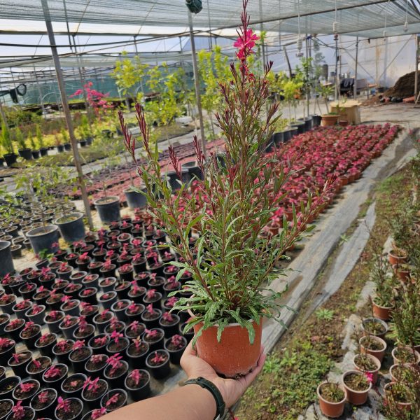 Gaura lindheimeri - Görsel 2