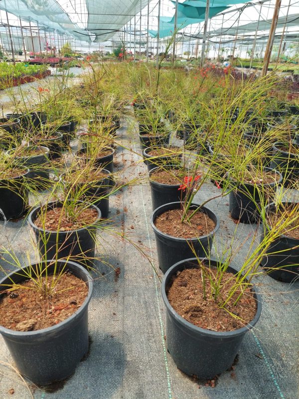 Russelia equisetiformis - Görsel 2