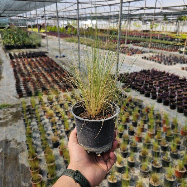 Russelia equisetiformis