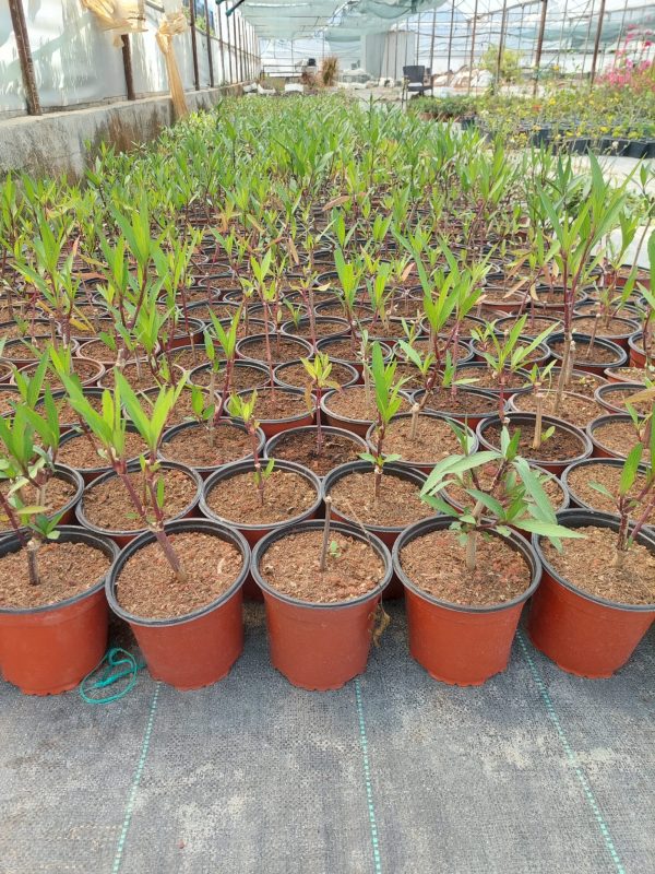 Ruellia simplex - Görsel 3