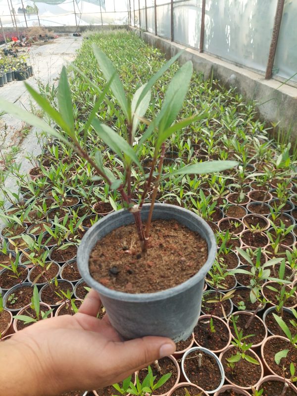 Ruellia simplex - Görsel 2