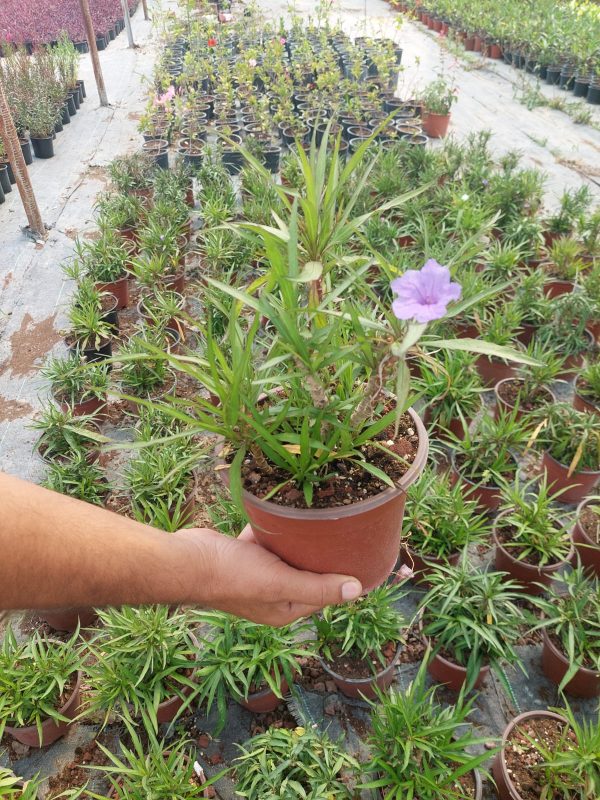 Ruellia simplex