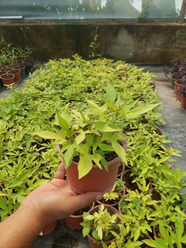 Ipomea batatas