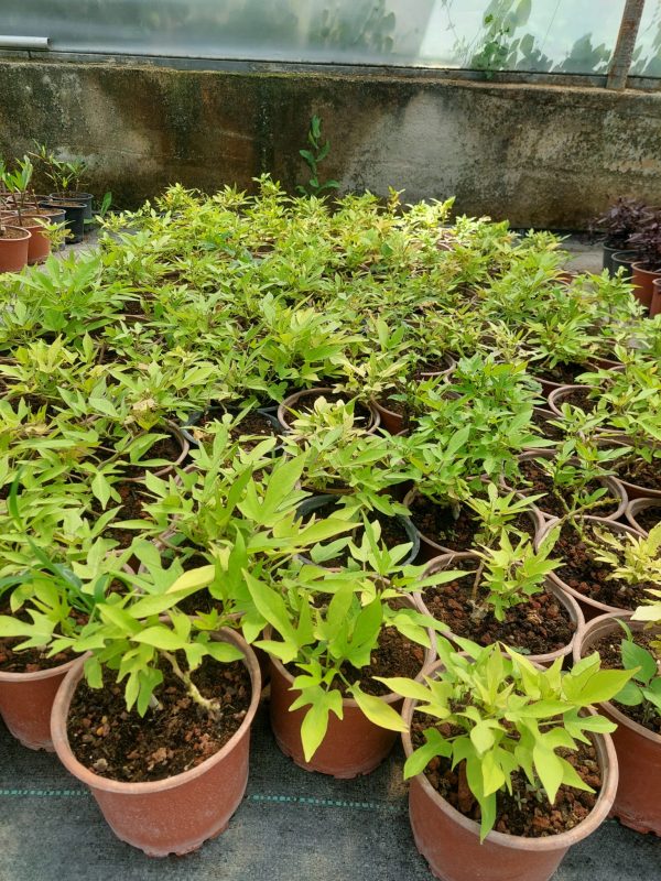 Ipomea batatas - Görsel 3